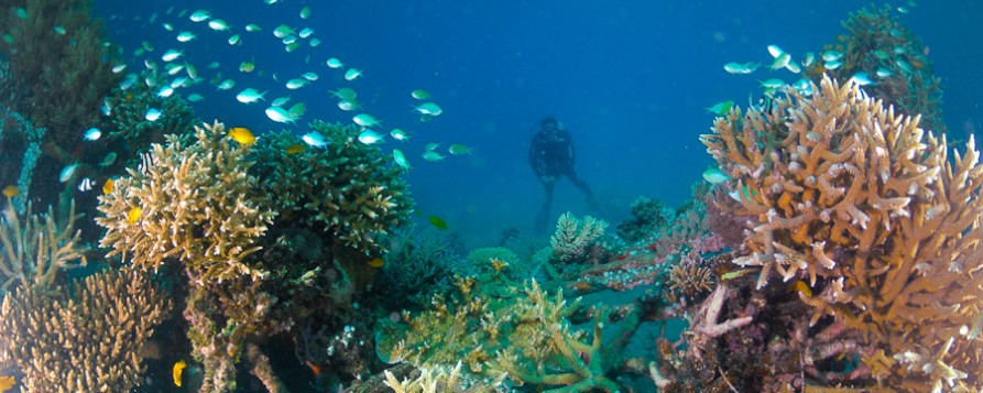 Tulamben Diving Bali Indonesia - Aquasport Dive Indonesia - Indoindians.com