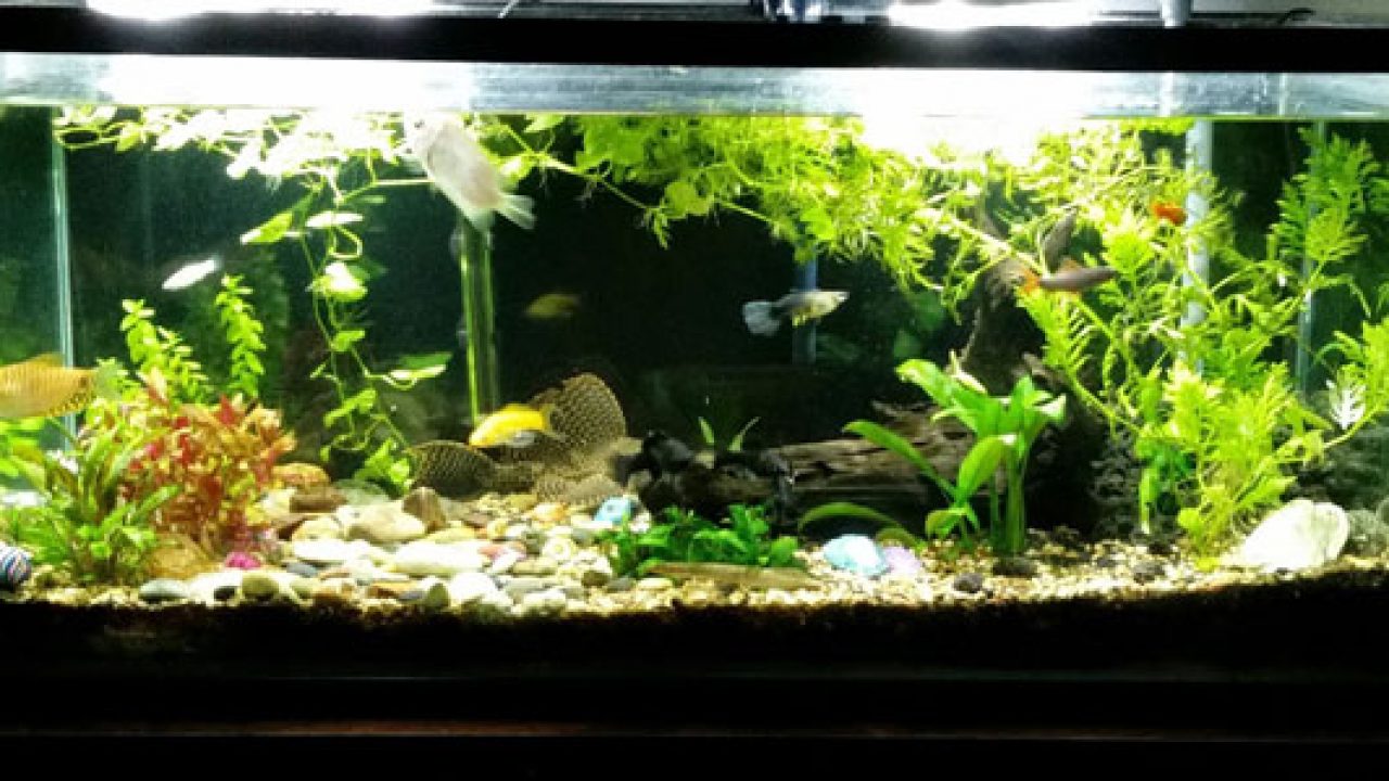 Howto Start An Aquarium In Jakarta Indoindianscom