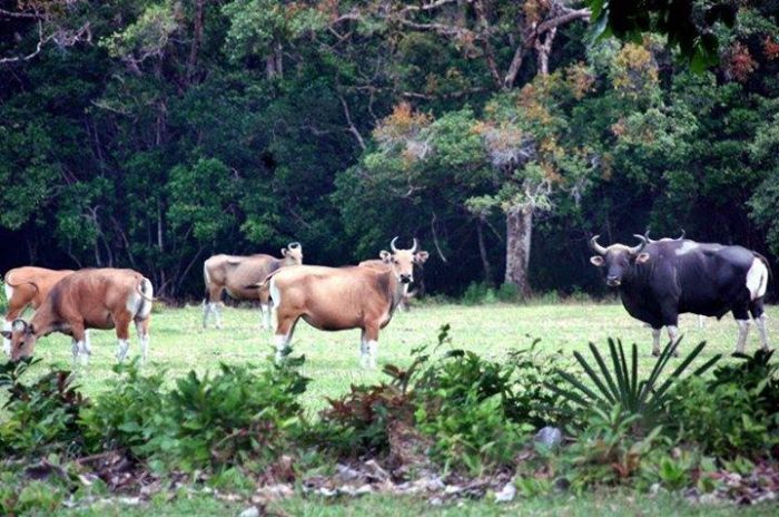 5 Must Visit National Parks in Indonesia - Indoindians.com