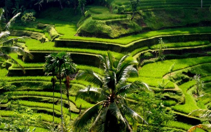 7 Recommended Tourists Attractions You #MustVisit in Ubud - Indoindians.com