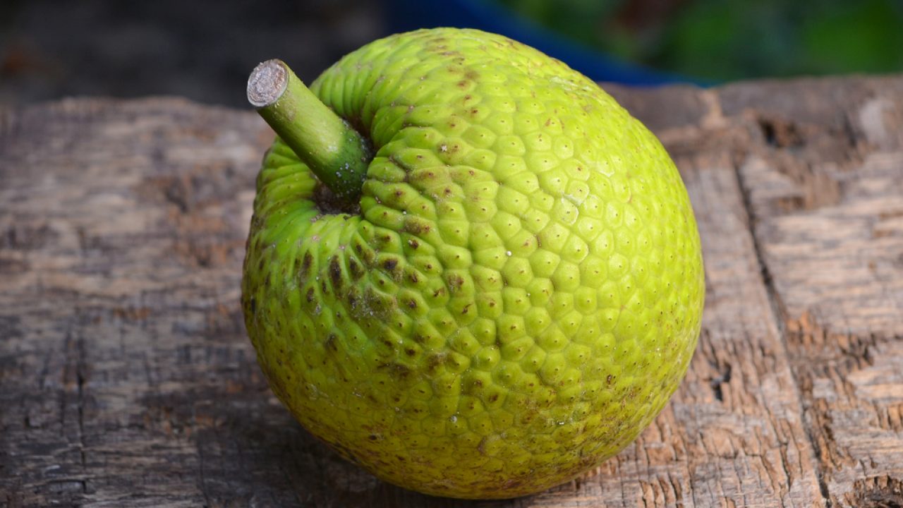 Featured image of post Apa Arti Breadfruit - It is native to borneo, palawan, and mindanao island, and is closely related to the jackfruit, cempedak.