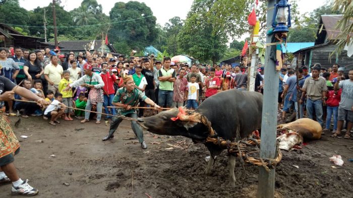 7 Most Incredible Rituals in Indonesia: Kerik Gigi, Timah and More ...