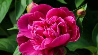 peony-pink