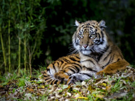 6 Endangered Animals You Can Only Find In Indonesia: Sumatran Tiger