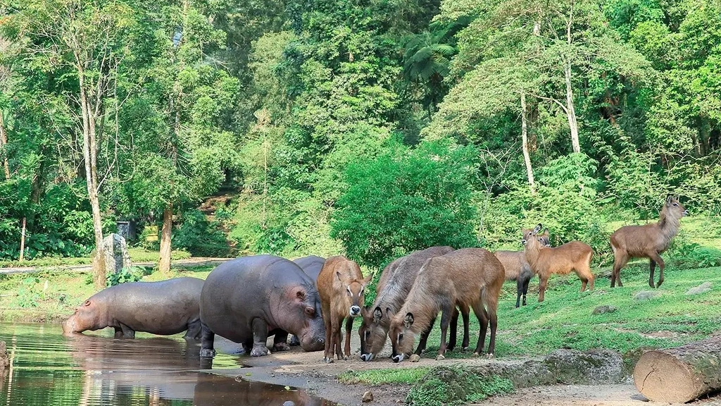 Exploring Taman Safari Indonesia_ A Wild Adventure Awaits A Journey Through the Wild