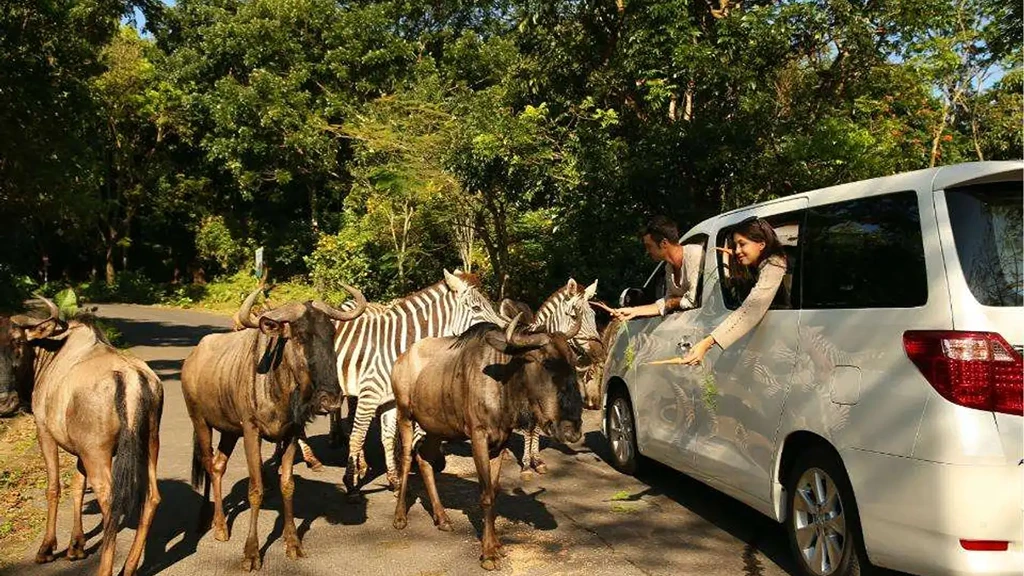 Exploring Taman Safari Indonesia_ A Wild Adventure Awaits Safari Adventure