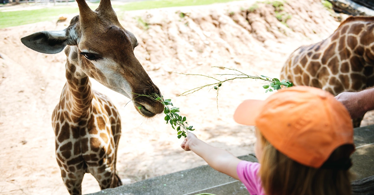 Exploring Taman Safari Indonesia_ A Wild Adventure Awaits