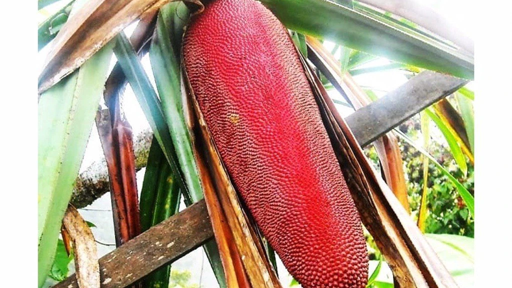 Discover 15 Unique Fruits in Indonesia You Need to Try at Least Once Buah Merah Papua