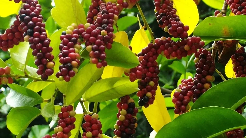 Discover 15 Unique Fruits in Indonesia You Need to Try at Least Once Buni