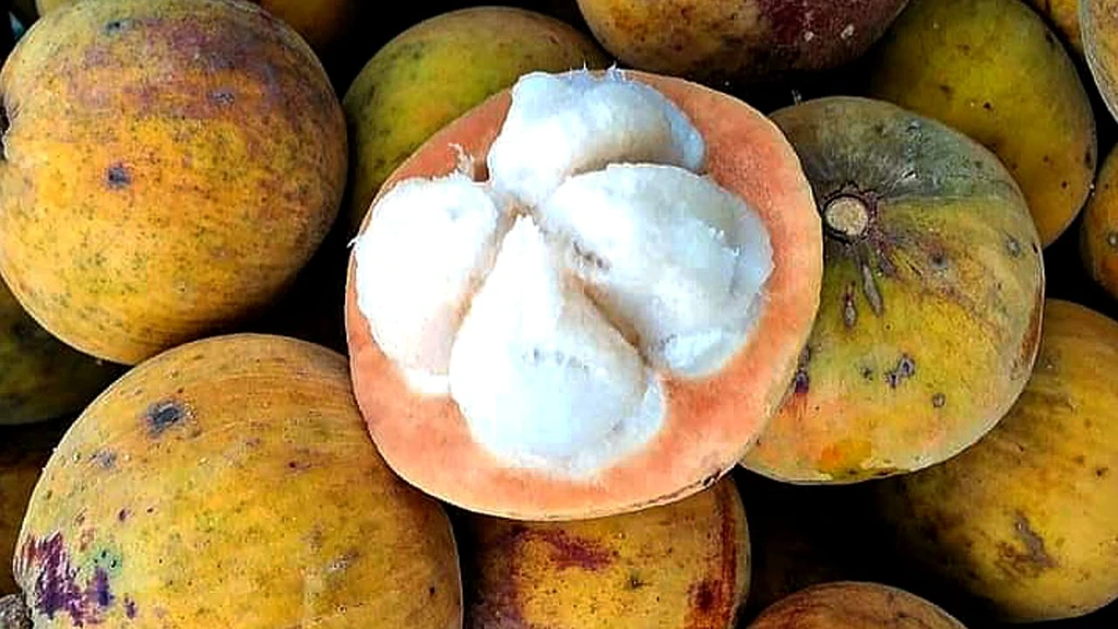 Discover 15 Unique Fruits in Indonesia You Need to Try at Least Once Kecapi