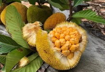 Discover 15 Unique Fruits in Indonesia You Need to Try at Least Once Keledang