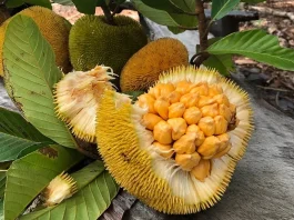 Discover 15 Unique Fruits in Indonesia You Need to Try at Least Once Keledang