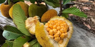 Discover 15 Unique Fruits in Indonesia You Need to Try at Least Once Keledang