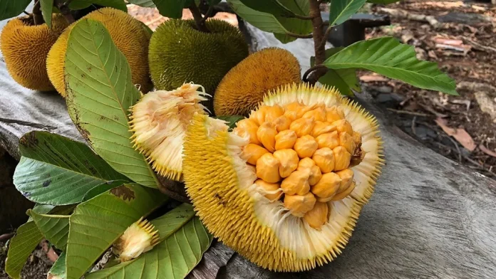 Discover 15 Unique Fruits in Indonesia You Need to Try at Least Once Keledang