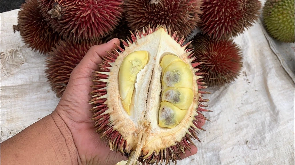 Discover 15 Unique Fruits in Indonesia You Need to Try at Least Once Lahung Shape Similar to Durian