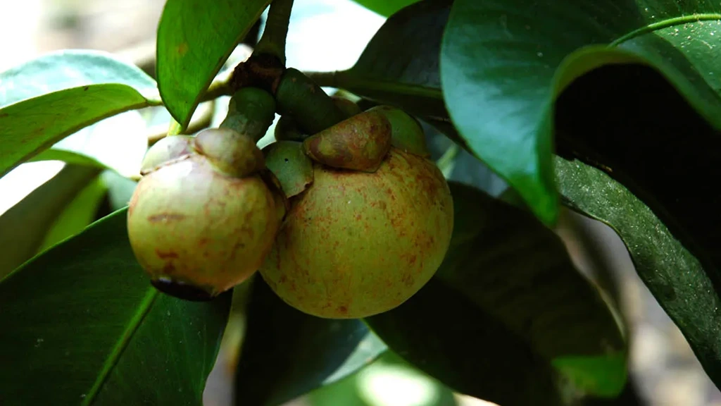 Discover 15 Unique Fruits in Indonesia You Need to Try at Least Once White Mangosteen Manggis Putih