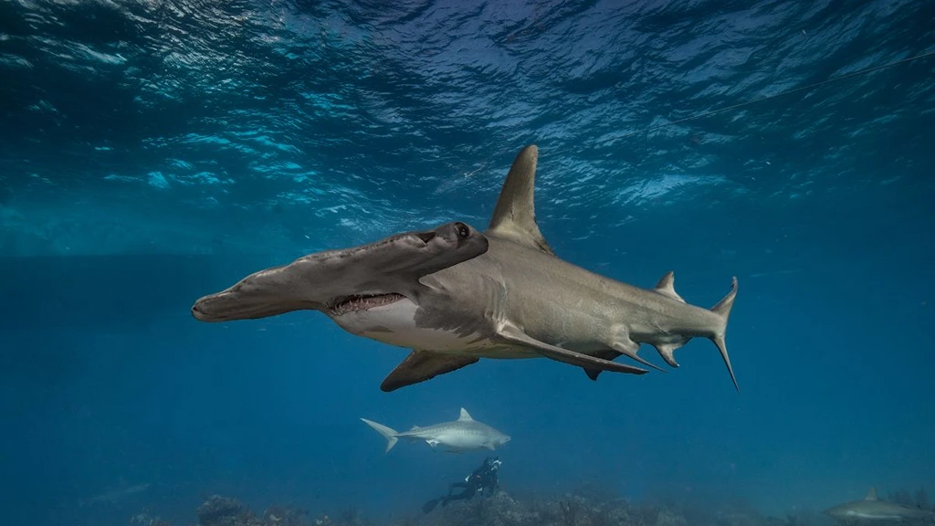 Dive with Hammerhead Sharks in Teluk Belongas