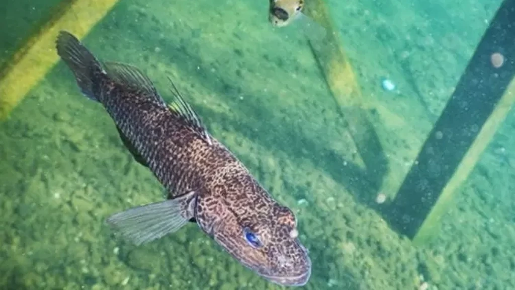 Butini fish (Glossogobius matanensis) in Lake Matano South Sulawesi